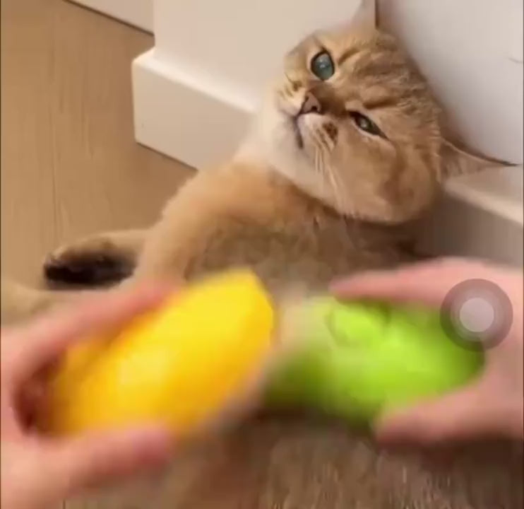 Escova Vaporizadora Para Gatos e Cachorros Escova 3 em 1